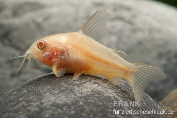 Metallpanzerwels albino/ Corydoras aeneus albino